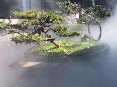<b>园林景观造雾效果</b>